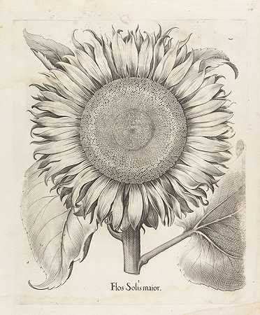 Hortus Eystettenis（片段约190 Bl.），1613年。-巴西利乌斯·贝斯勒