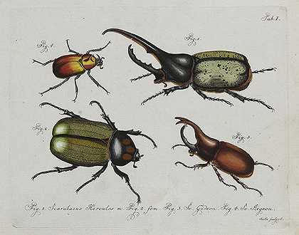 昆虫。西卡登，1785年。-卡尔·古斯塔夫·贾布隆斯基