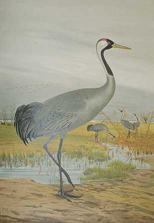 鸟类的自然历史。第7-12卷，18981905。-约翰·安德烈亚斯·瑙曼