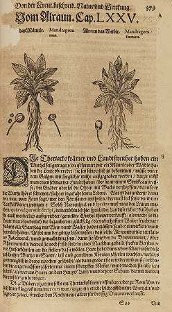 克鲁特布赫，1590年。-彼得罗·安德烈亚·马蒂奥利