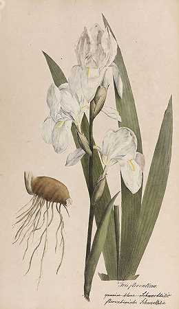 药用植物或官方植物的集合。4.Bd。，1828-西奥多·弗里德里希·路德维希·内斯·冯·埃森贝克