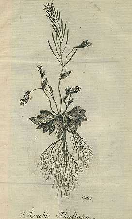 植物历史。3吨。在1 BD.，1776年。-约翰·亚当·波里奇