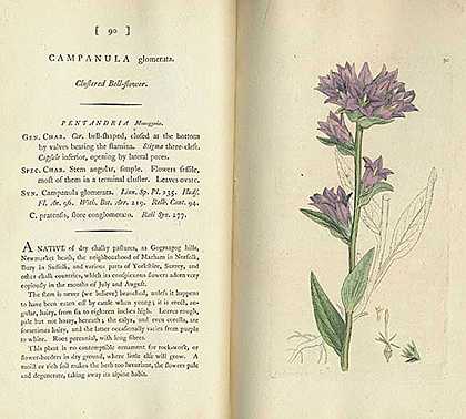 英国植物学。7 Bde。大北：医学植物学。6Bde。，1793-詹姆斯·索尔比