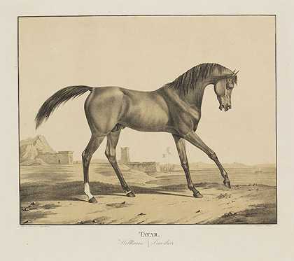 Würtembergische Gestütts Pferde，1823年。-马