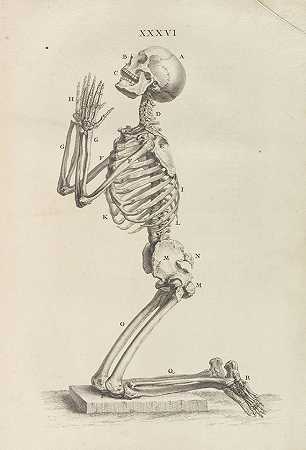 成骨术或骨骼解剖。1733-威廉·切塞尔登