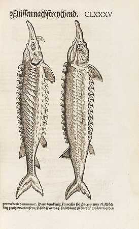 《鸟、动物、鱼和蛇书》，1575-89年。-康拉德·格斯纳