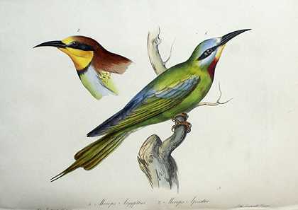 意大利动物志：鸟类。1832-41-查尔斯·卢西恩·波拿巴
