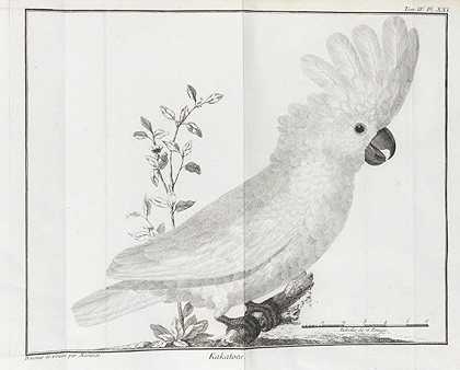鸟类学6 Bde。1760-马图林·雅克·布里森