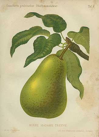 果树种植者，第3卷+莫德，《植物园》，第二卷。姐妹5Bde。1825-1887.-尼古拉斯·高彻