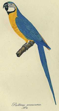 鸟类地图集。1834-38.-克里斯蒂安·威廉·哈恩
