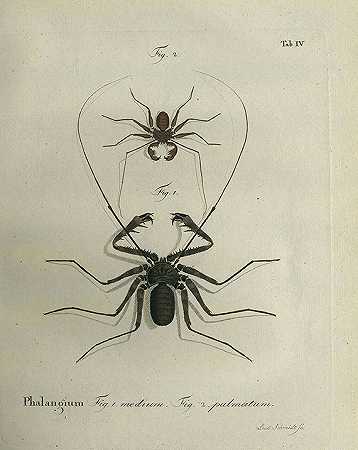 有蹄昆虫的自然系统。1797-约翰·弗里德。威尔。秋天