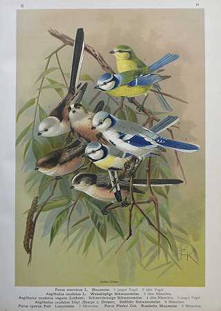 鸟类的自然历史。11（从12）Bdn。1897°大北：羽毛大师歌手2盒-约翰·安德烈亚斯·瑙曼