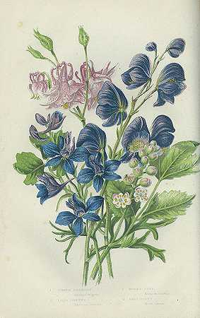 Gt的开花植物、草和蕨类。英国6 Bde。1850-70-安妮·普拉特