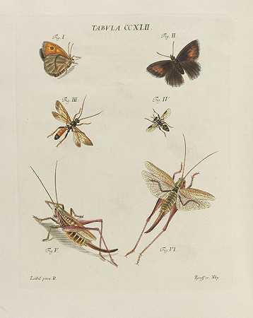 昆虫门图标。1779-雅各布·克里斯蒂安·谢弗