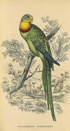鹦鹉的自然历史。1842-约翰·塞尔比牧师