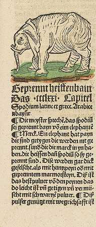 Herbarius too teütsch。1502-健康花园