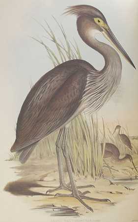 假：Gould，J.，《澳大利亚鸟类》。Bd.VI 1995年。-古尔德，J。