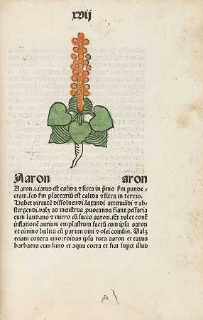 Herbarius Patavie。1485-帕塔维亚药草
