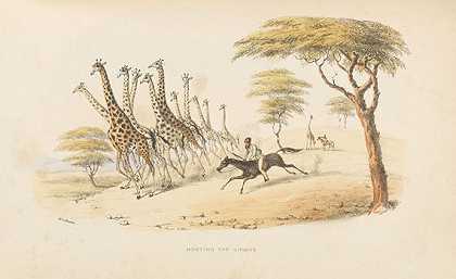 南部非洲的野生运动。1844-威廉·康沃利斯·哈里斯