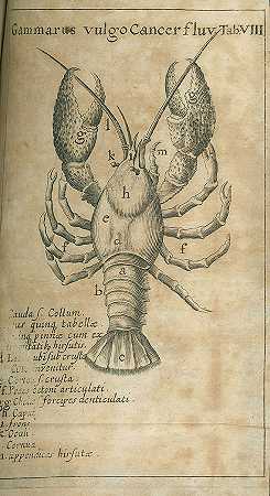 伽马学。1665-萨克斯·菲利普·雅各布