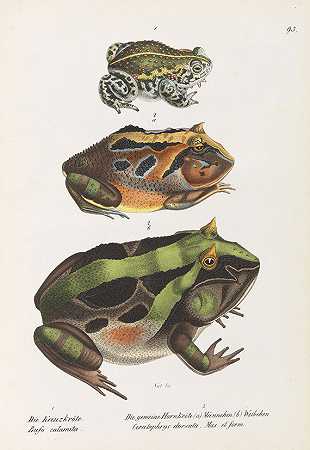 爬行动物的自然历史和插图。1833-海因里希·鲁道夫·辛茨