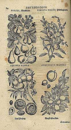 插图中的Parnassus medicinalis。1663-约翰·J·贝彻