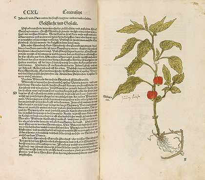 Contrafayt Kreuterbuch。1532-37.2泰尔。1.Bd中。-奥托·布伦费尔斯