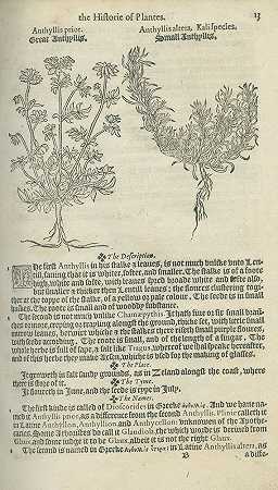 雪草。1578。-多多纳乌斯（Rembertus Dodonaeus）
