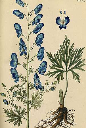 德国危险的有毒植物。1829-约翰·戈特利布·曼