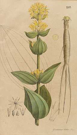 药用植物或官方植物的集合。1828.2卷。-西奥多·弗里德里希·路德维希·内斯·冯·埃森贝克