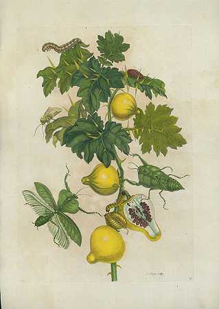 20亿。颜色苏里南的铜版画。昆虫（M.S.Merian）。，1730-花卉和植物
