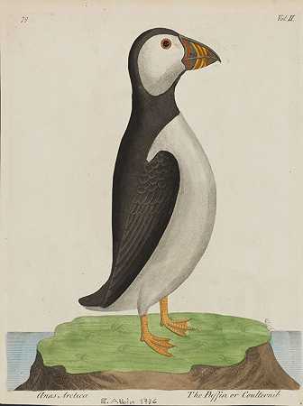 鸟类的自然历史。1738-Eleazar Albin