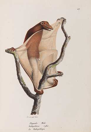 自然历史插图。，1824-卡尔·约瑟夫·布罗德曼