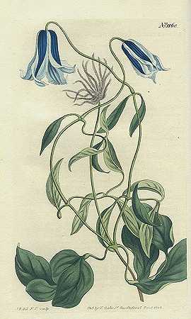 植物杂志。4位。，1809-威廉·柯蒂斯