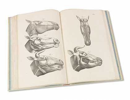 家养哺乳动物的解剖学图像。3.Bd。，1843-恩斯特·弗里德里希·古尔特