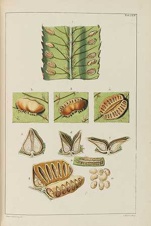 《蕨类属》，1838年。-威廉·杰克逊·胡克