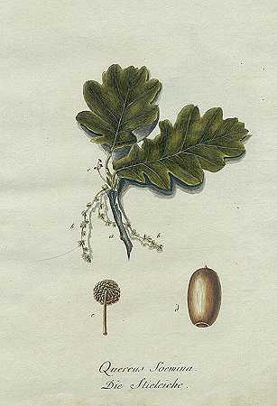 一百种德国野生木材的图片。3.Bd。，1803-约翰·丹尼尔·赖特