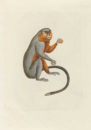 关于猴子的论文。1814-约翰·巴普蒂斯特·冯·斯皮克斯