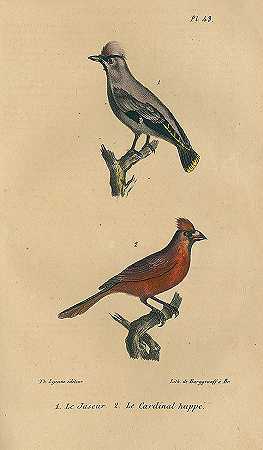 法国鸟类书籍。10.公元前。，1828-鸟书