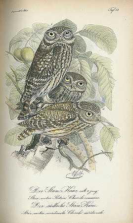 6本德语鸟类书籍。，1781-鸟书