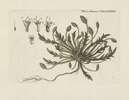 弗洛拉·丹妮卡。10 B。1761-99-丹麦之花