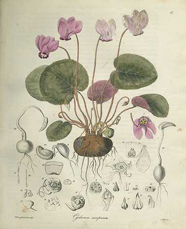 有毒植物。1834-约翰·弗里德里希·勃兰特