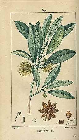 医用花卉。8 Bde。1814-20-弗朗索瓦·皮埃尔·乔梅顿