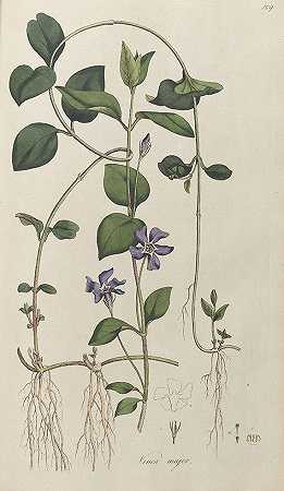 Londinensis植物群。2 Bde。1775-1798.-威廉·柯蒂斯