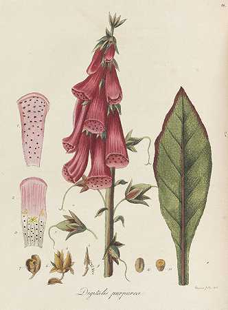年轻人的植物学绘本。4 Bde+六本小册子。1794-1801-弗里德里希·德雷夫斯