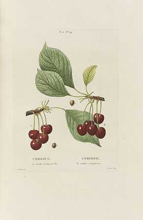 乔木和灌木的特征。7溴二苯醚。1800-1819年。-亨利·路易斯·杜哈默尔·杜蒙索