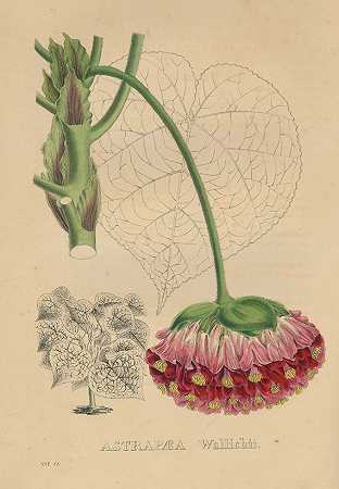 植物Sertum botanicum。大约1830年。-皮埃尔·科内尔·范·吉尔