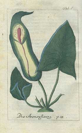 德国有毒植物。1785°：温克勒，有毒植物。1835-约翰·塞缪尔·哈勒