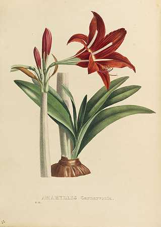 温室和花园植物群。6溴二苯醚。1834年-皮埃尔·科内尔·范·吉尔