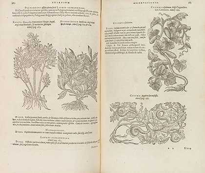种植你的stirpium故事。2 Tl。在1 Bde中。1576-马蒂亚斯·德·洛贝尔